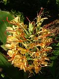 Ginger hedychium 